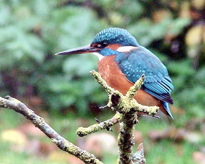 kingfisher